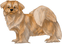 Gold Tibetan Spaniel