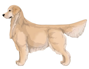 Golden Golden Retriever