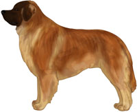 Golden Leonberger