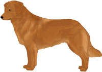 Golden Red with Black Nose Nova Scotia Duck Tolling Retriever