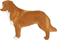 Golden Red with Flesh Nose Nova Scotia Duck Tolling Retriever