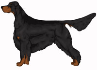 Black and Tan Gordon Setter