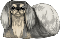 Gray & Tan Pekingese