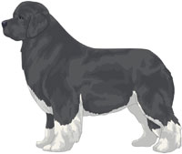 Gray and White Newfoundland