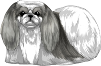 Gray & White Pekingese