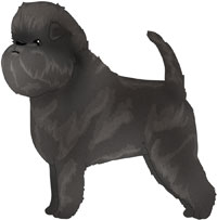 Gray Affenpinscher