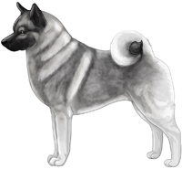 Gray Black and Silver Norwegian Elkhound