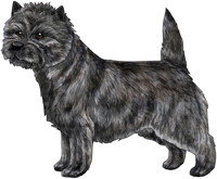 Gray Brindle Cairn Terrier