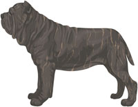 Gray Brindle Neapolitan Mastiff