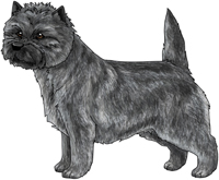 Gray Cairn Terrier