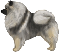 Gray Cream and Black Keeshond