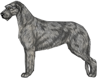 Gray Irish Wolfhound