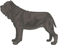 Gray Neapolitan Mastiff