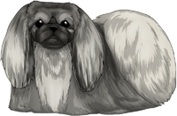 Gray Pekingese