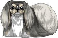 Gray, Tan, & White Pekingese