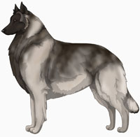 Gray Belgian Tervuren