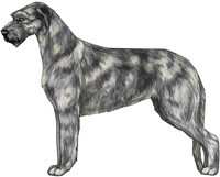 Gray Wheaten & Brindle Irish Wolfhound