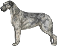 Gray Wheaten Irish Wolfhound