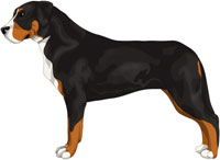 Black, White & Red Greater Swiss Mountain Dog