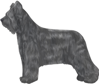 Grey Briard