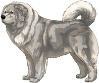 Grey Caucasian Mountain Dog