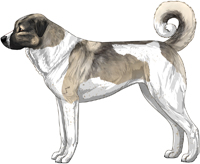 Gray Fawn and White Anatolian Shepherd