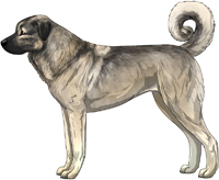 Gray Fawn Anatolian Shepherd