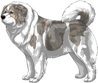 Grey Pied Caucasian Mountain Dog