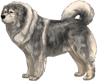 Grey Sable Caucasian Mountain Dog
