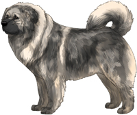 Grey Sable Masked Caucasian Mountain Dog