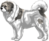 Grey Sable Pied Masked Caucasian Mountain Dog