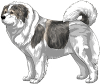 Grey Sable Pied Caucasian Mountain Dog