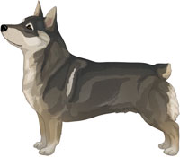 Grey Sable Swedish Vallhund