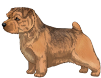 Grizzle Norfolk Terrier