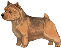 Grizzle Norwich Terrier