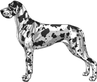 Harlequin Great Dane