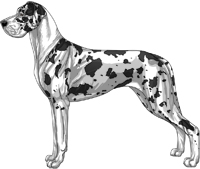 Harlequin Mantle Great Dane