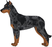 Harlequin w/ Rust points Beauceron