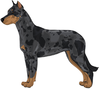 Harlequin w/ Tan points Beauceron