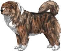Irish Brindle Caucasian Mountain Dog