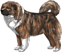 Irish Brindle Masked Caucasian Mountain Dog