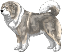 Irish Grey Caucasian Mountain Dog