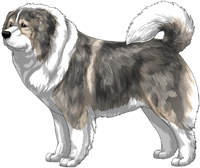 Irish Grey Sable Caucasian Mountain Dog