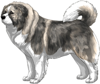 Irish Grey Sable Masked Caucasian Mountain Dog