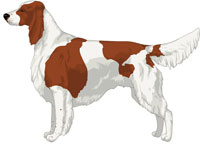 Red & White Irish Red and White Setter