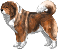 Irish Red Sable Caucasian Mountain Dog