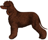 Liver Irish Water Spaniel