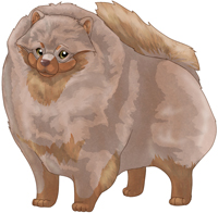 Isabella & Tan   Pomeranian