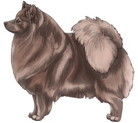 Isabella German Spitz