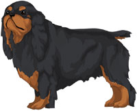 King Charles English Toy Spaniel